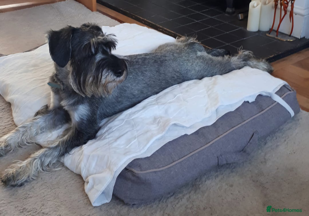 Schnauzer dogs for sale: SOLD - 14mo female P/S Standard Schnauzer - Advert 12