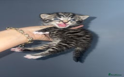 Mixed Breed cats for sale: Kittens for sale  - Image 8