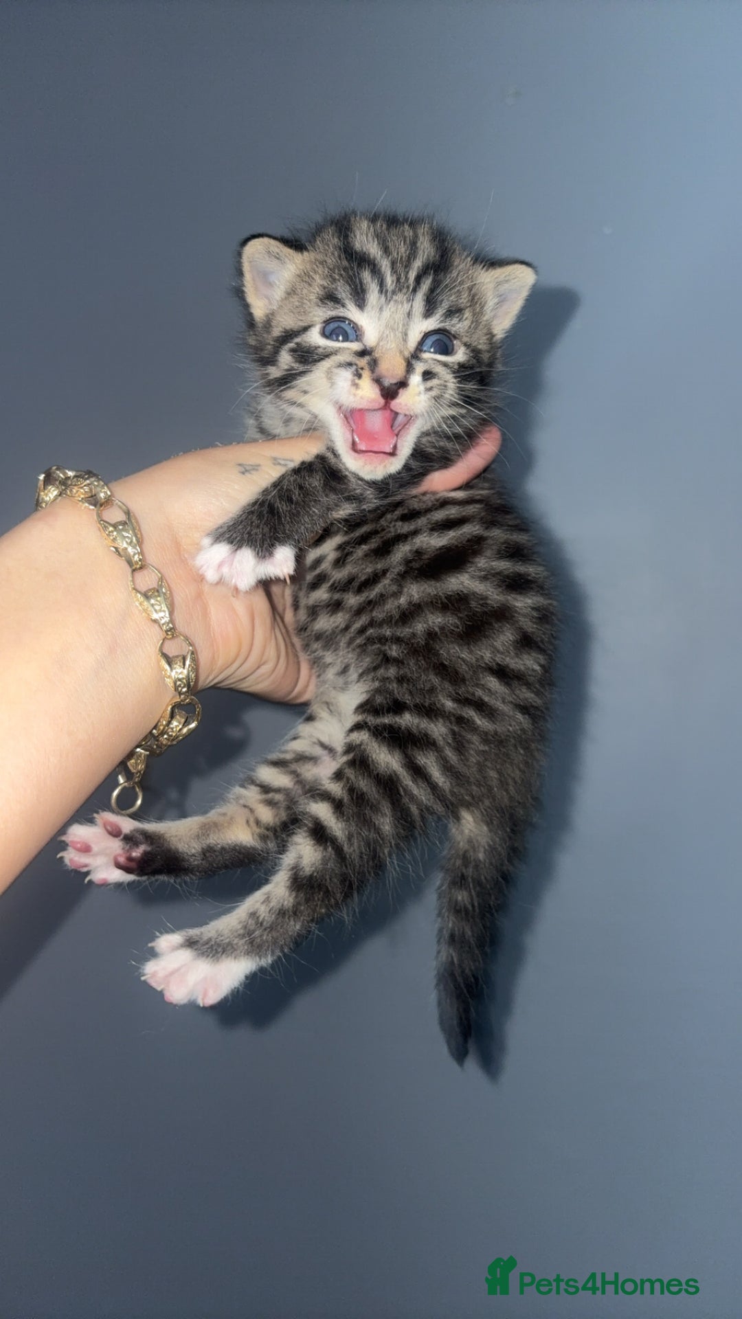 Mixed Breed cats for sale: Kittens for sale  - Image 8