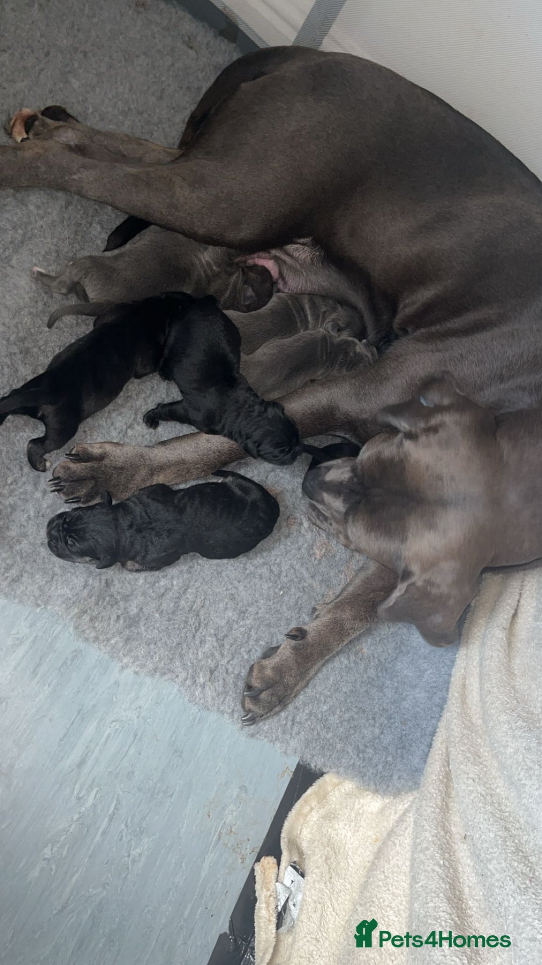 Cane Corso dogs for sale: Beautiful Cane Corso Puppies - Image 7