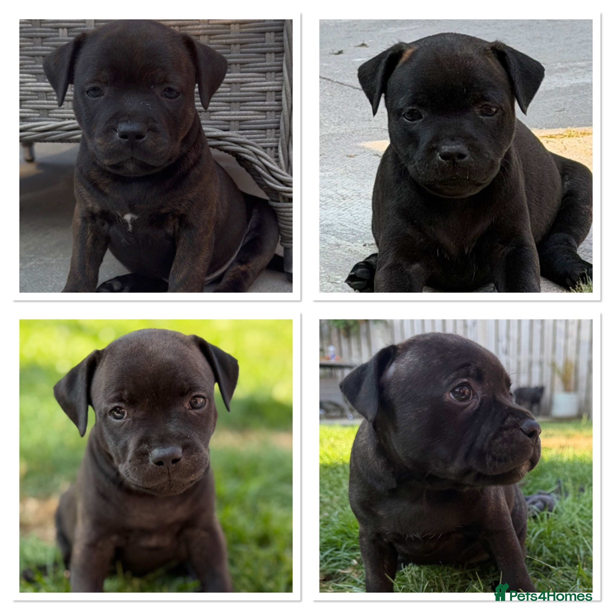 Staffordshire Bull Terrier dogs KC REGISTERED STAFFORDSHIRE BULL TERRIERS  - Advert 13