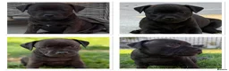 Staffordshire Bull Terrier dogs for sale: KC REGISTERED STAFFORDSHIRE BULL TERRIERS  - Advert 3