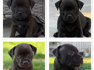 Staffordshire Bull Terrier dogs KC REGISTERED STAFFORDSHIRE BULL TERRIERS - Advert 13