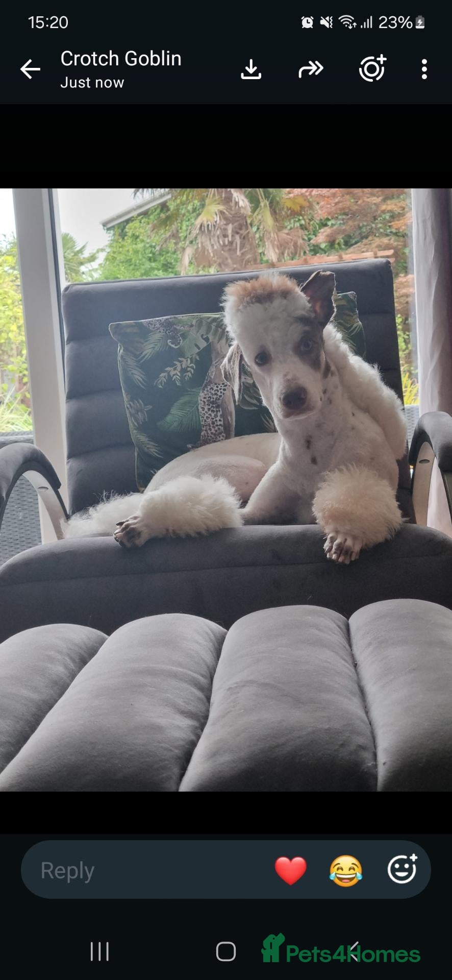 Bordoodle dogs Rehoming of 8 month old puppy  - Advert 4