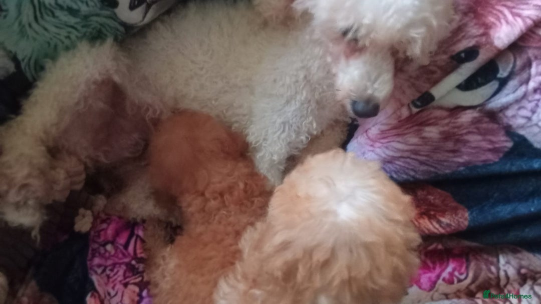 Miniature Poodle dogs for sale: Apricot miniature poodles - Advert 4