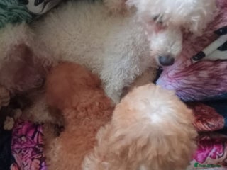 Miniature Poodle dogs Apricot miniature poodles - Advert 9