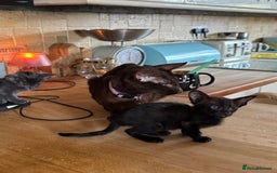 Oriental cats for sale: Oriental kittens  - Image 9