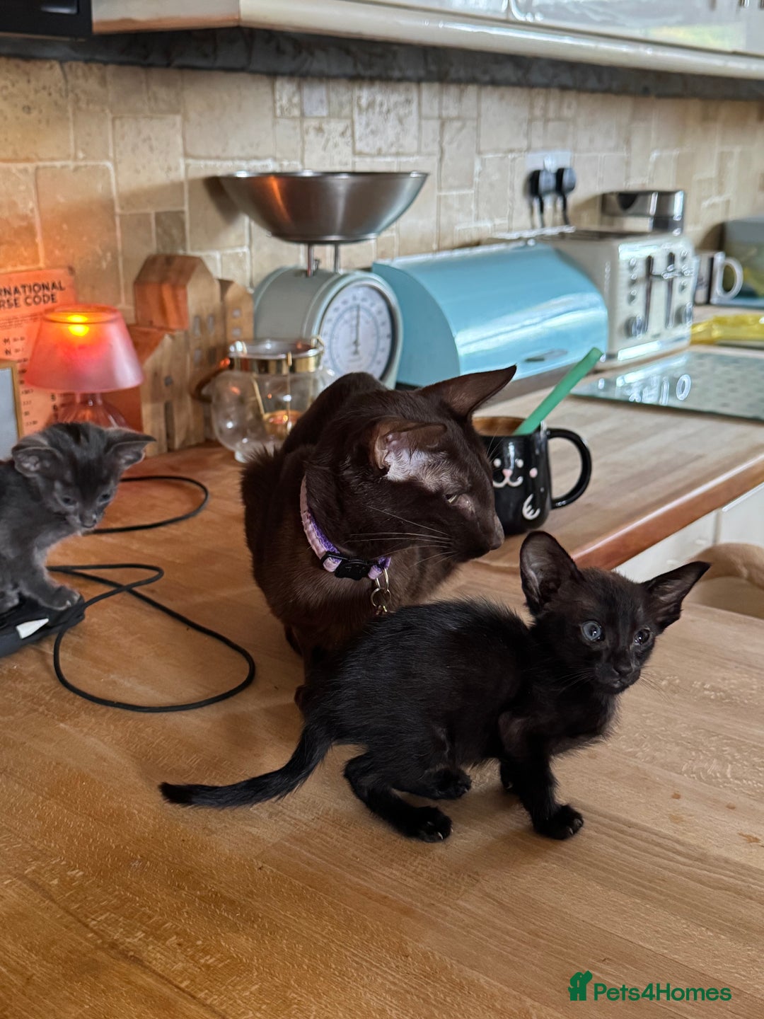 Oriental cats for sale: Oriental kittens  - Image 9