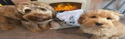 Cockapoo dogs for sale: 3 girl 2 boys May babies (July Home Time) - Advert 13