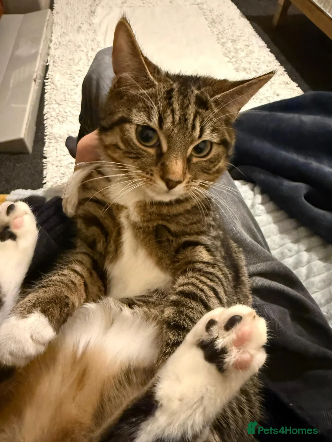 Bengal cats for sale: Female Bengal - Advert 2