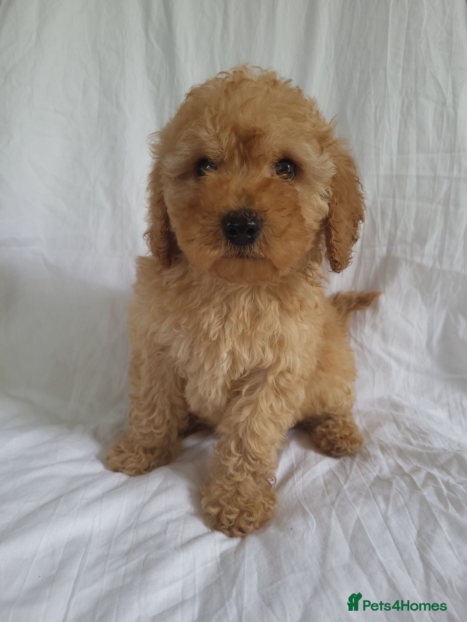 Maltipoo dogs Maltipoo puppies 5 🌟 licence breeder  - Advert 1