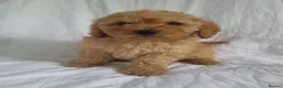 Maltipoo dogs for sale: Maltipoo puppies 5 🌟 licence breeder  - Advert 1