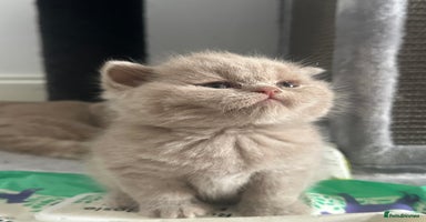 British Shorthair cats - Advert 13