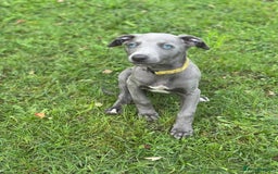 Whippet dogs for sale: READY NOW! STUNNING WHIPPET PUPPYS - Image 4