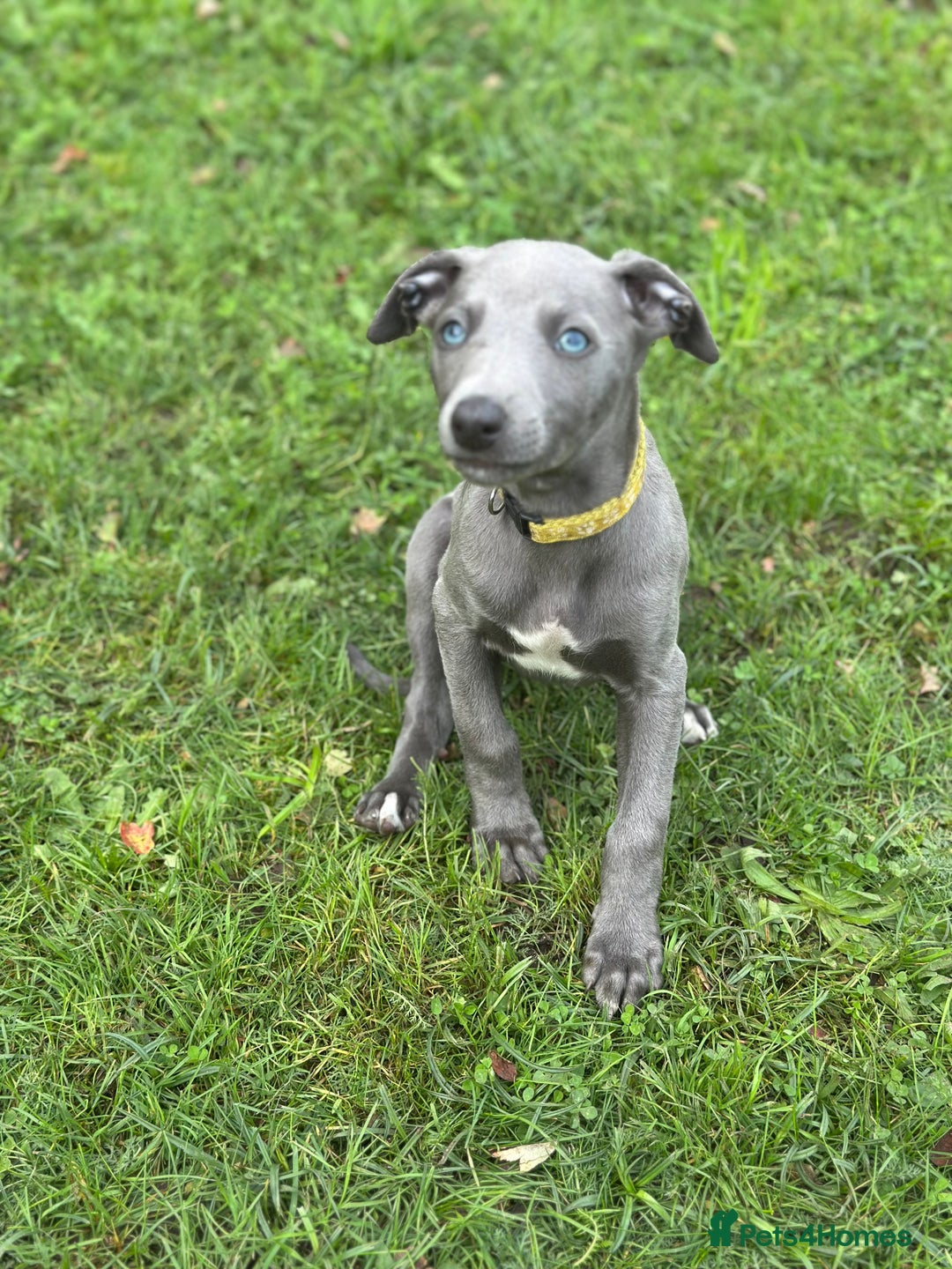 Whippet dogs for sale: READY NOW! STUNNING WHIPPET PUPPYS - Image 4