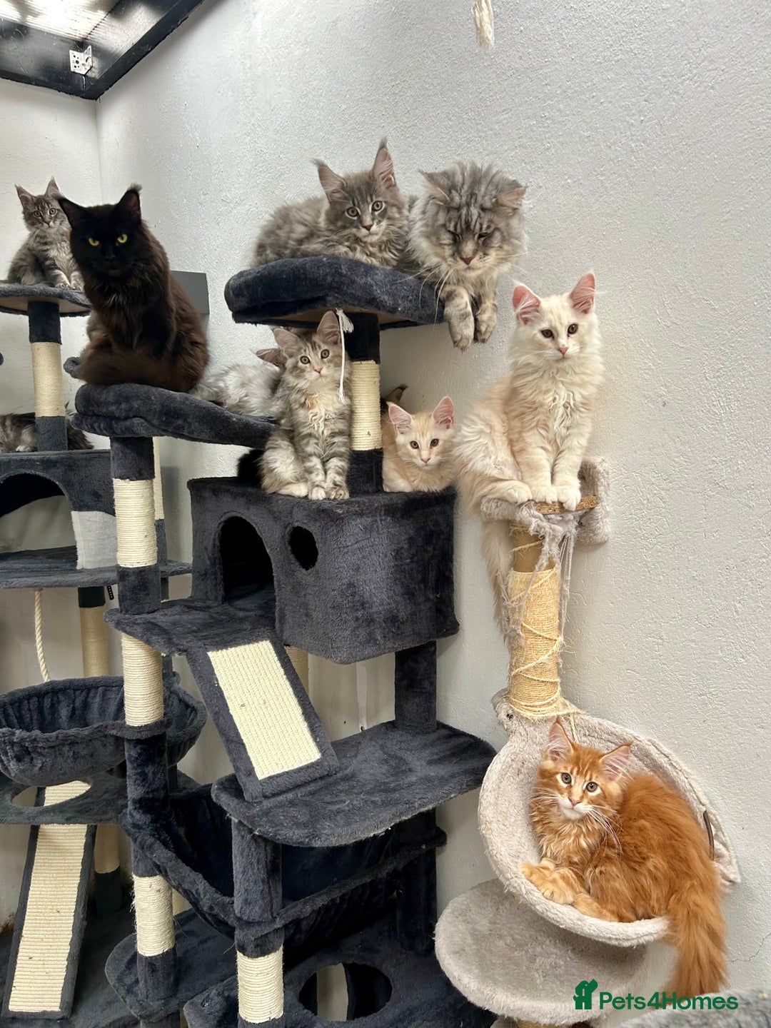 Maine Coon cats for sale: Pedigree TICA Registered Maine Coon Kittens - Image 34