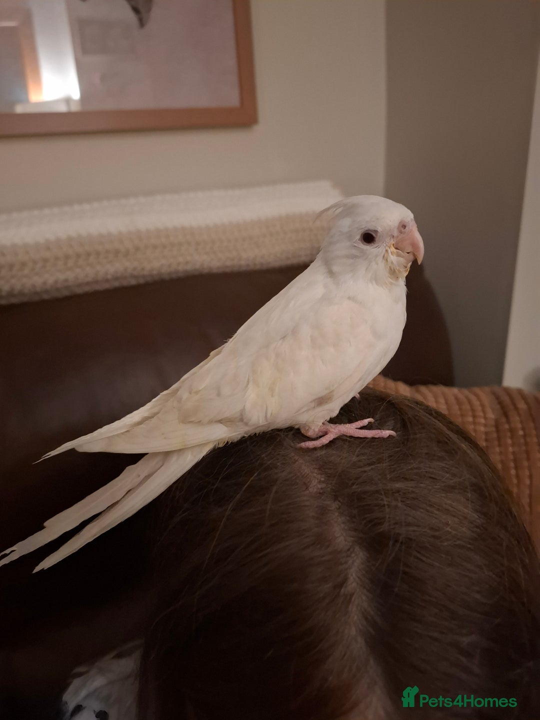 Cockatiels birds for sale: Hand Reared Cockatiel - Advert 3