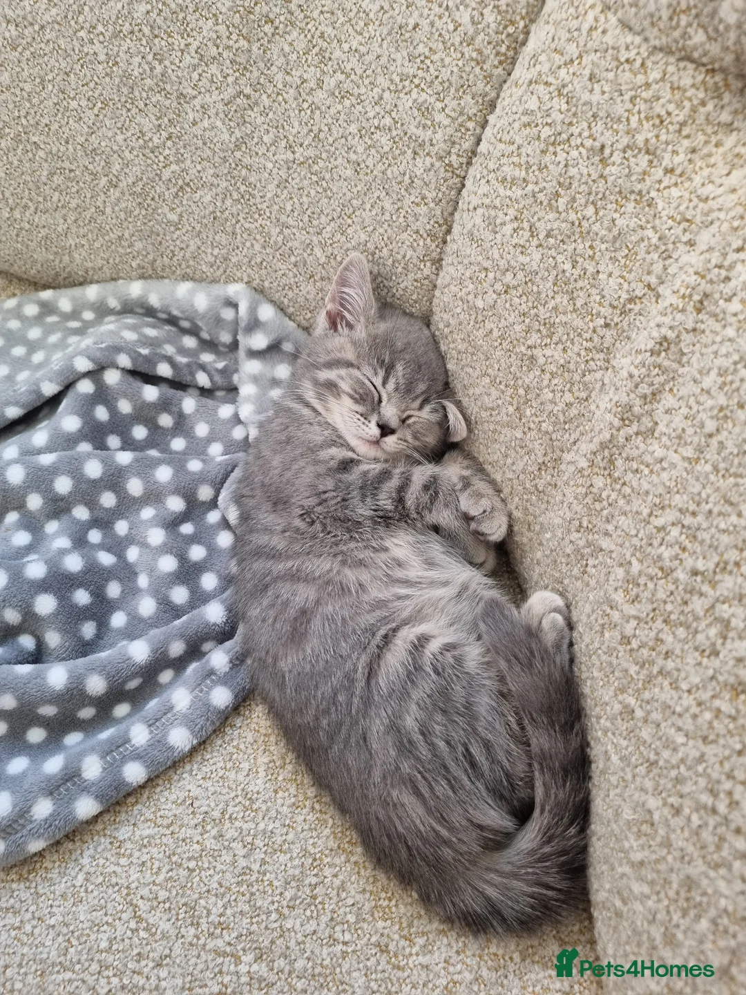 British Longhair cats for sale: 12 weeks british short hair  in London - Advert 5