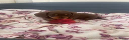 Dachshund dogs for sale: 5 lovely dachshund pups - Advert 16