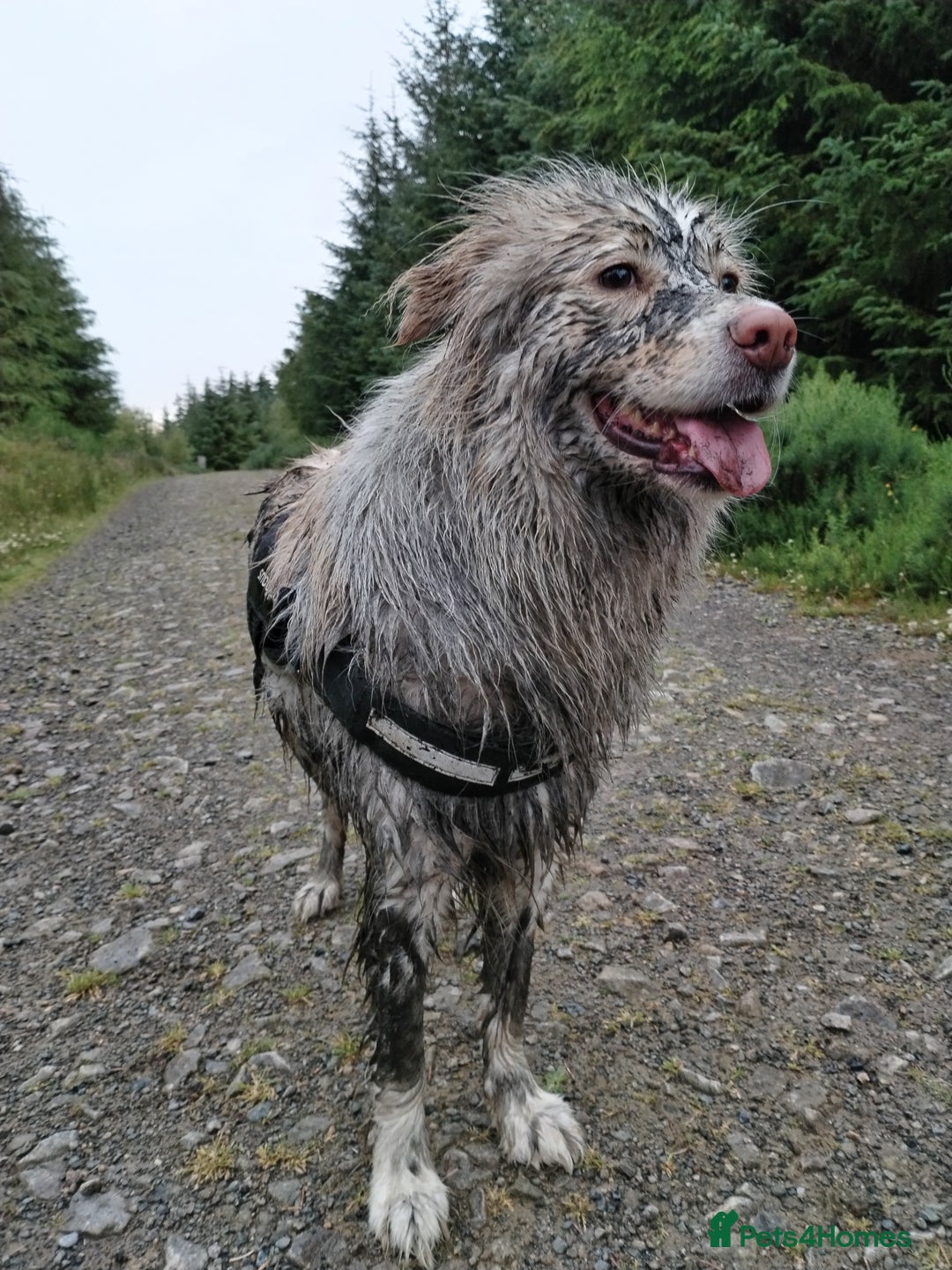 Mixed Breed dogs for sale: Retriever cross 4 years old  - Image 8