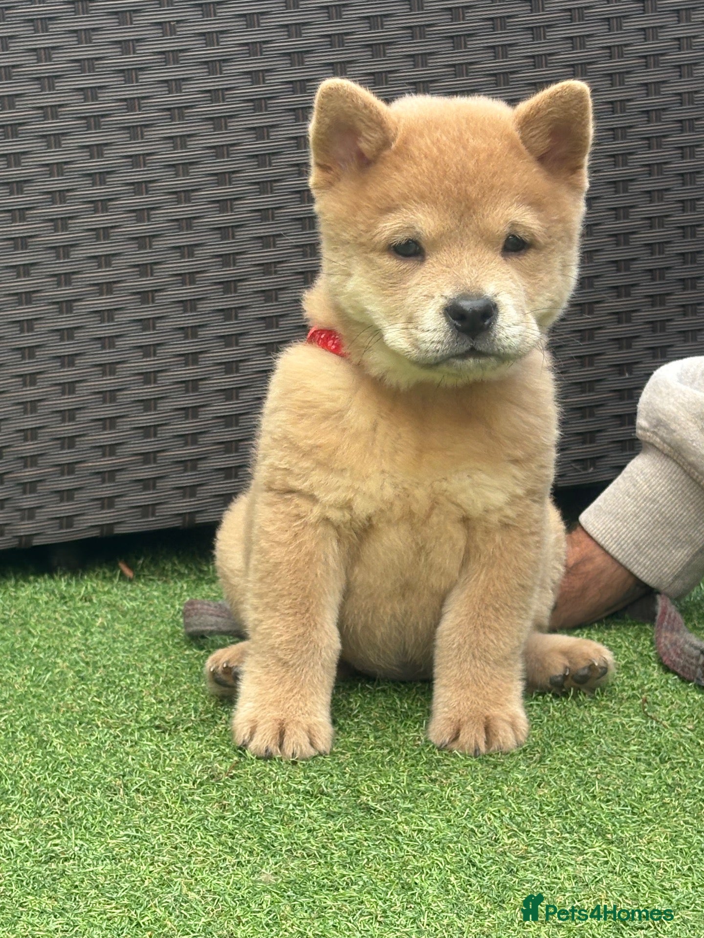 Chow Chow dogs Chows ready and reduced  !!! - Advert 1
