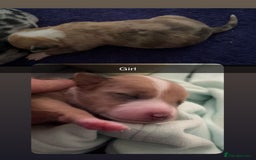 Mixed Breed dogs for sale: 7 Lurcher x collie  - Image 3