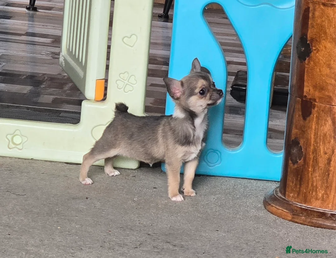 Chihuahua dogs for sale: Stunning Blue Wolf, Smooth Coat Chihuahua Girl in Llanwrda - Advert 1