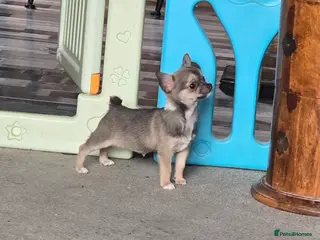 Chihuahua dogs Stunning Blue Wolf, Smooth Coat Chihuahua Girl in Llanwrda - Advert 3