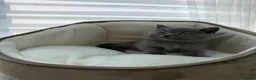British Shorthair cats for sale: British shorthair kittens  - Advert 27