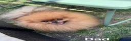 Pomeranian dogs for sale: 🔥Teddy🐻Small🏆Quality  - Advert 27