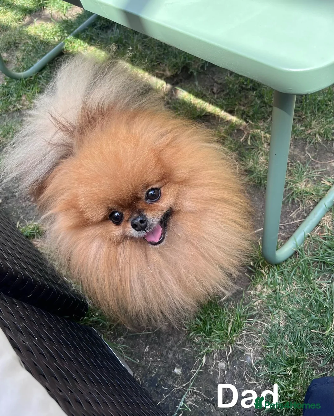 Pomeranian dogs for sale: 🔥Teddy🐻Small🏆Quality  - Advert 27