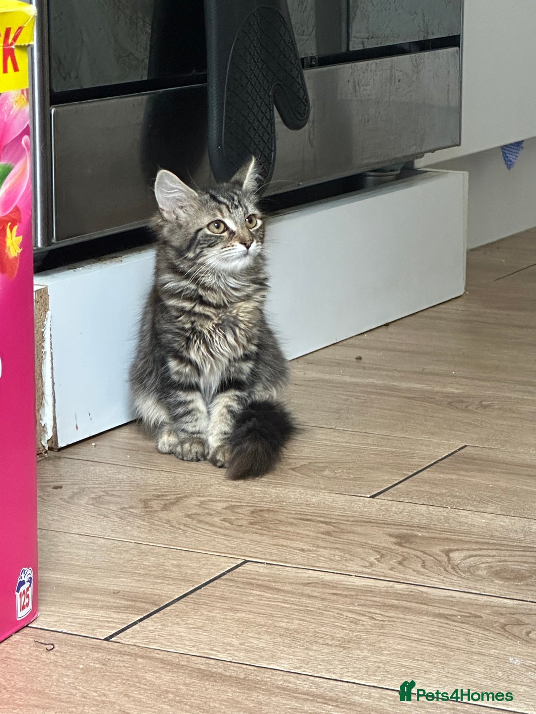 Mixed Breed cats for sale: Your forever pet for their forever home🥰 - Image 1