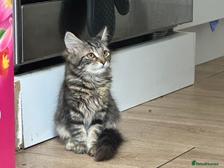 Mixed Breed cats - Advert 4