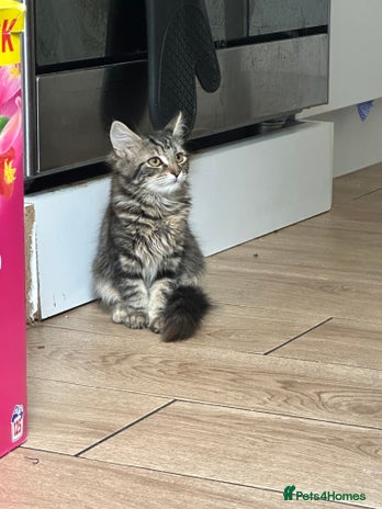 Mixed Breed cats - Advert 2