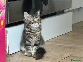 Mixed Breed cats Best homes only 4 my babies 🥰 - Advert 22