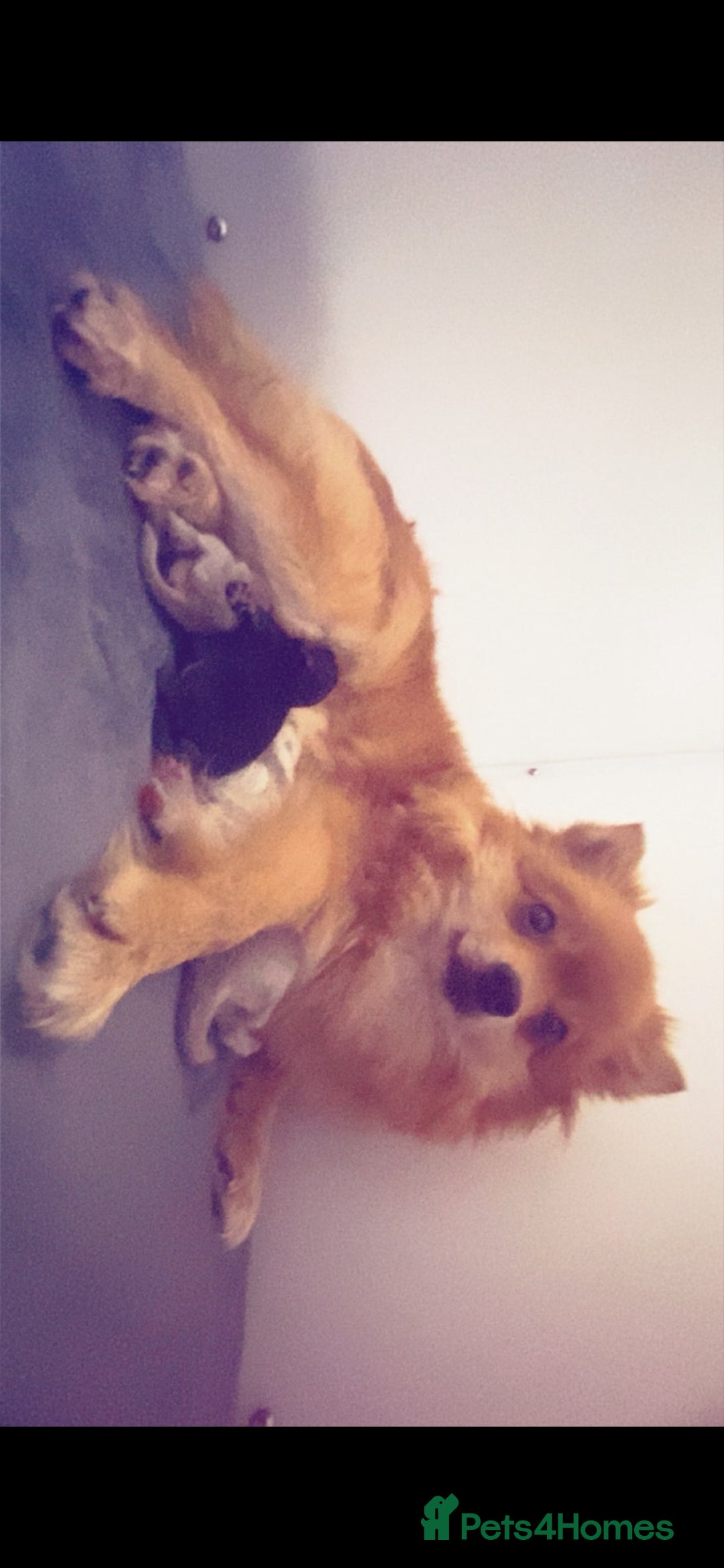 Pomeranian dogs for sale: Beautiful pomeranian puppies  - Advert 14