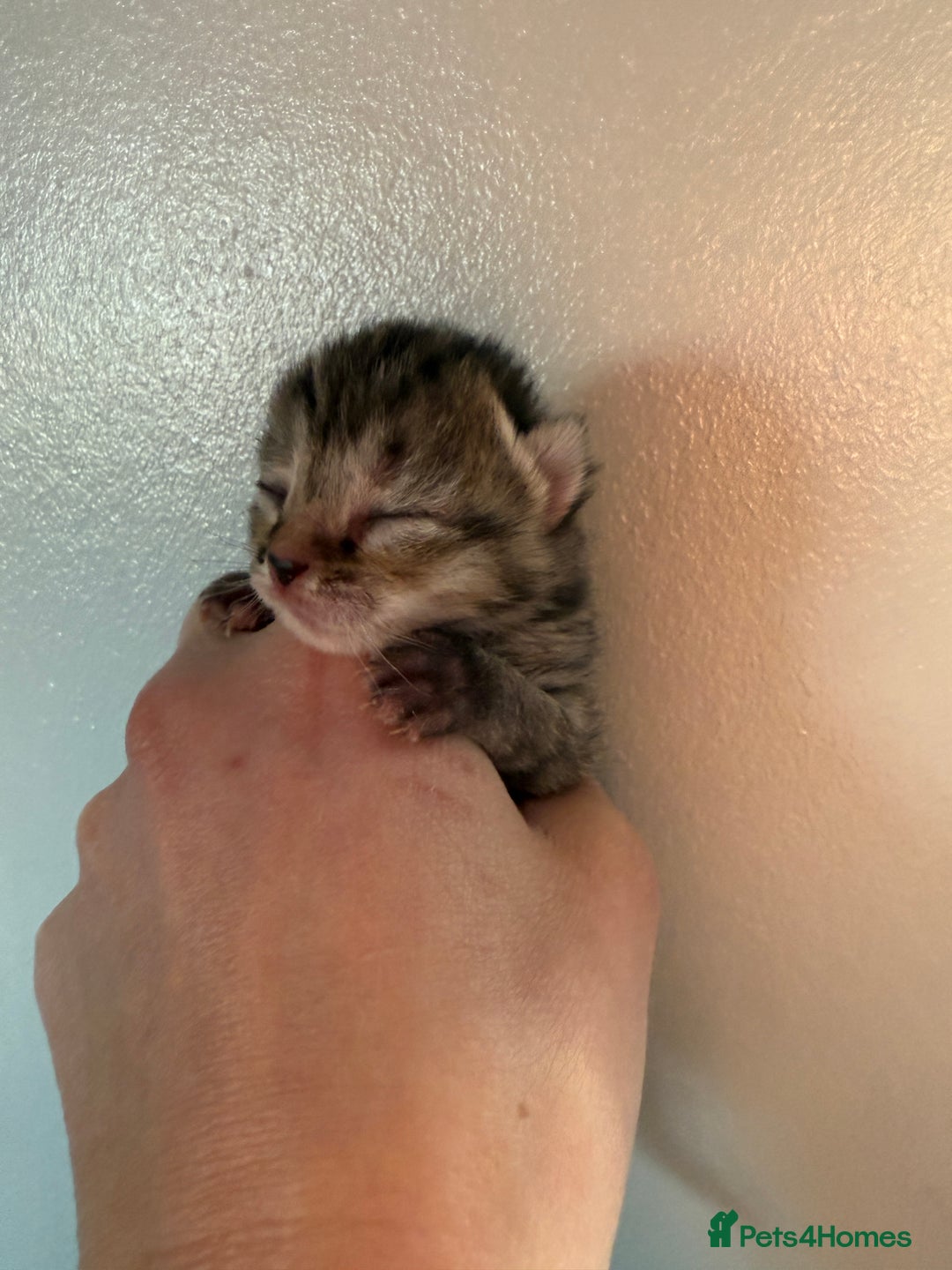 Domestic Shorthair cats for sale: Beautiful kittens available  - Advert 6