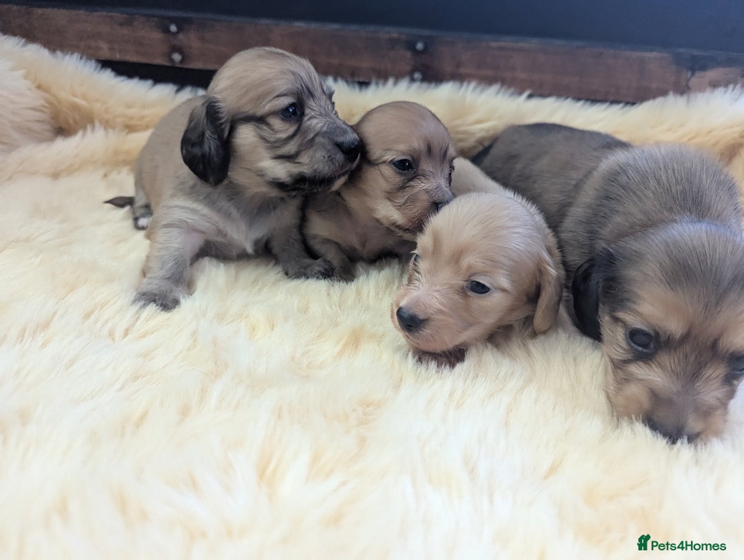 Dachshund dogs for sale: Long haired miniature Dachshunds  - Image 16