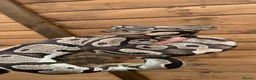 Python Snake reptiles for sale: Ball pythons  - Advert 5