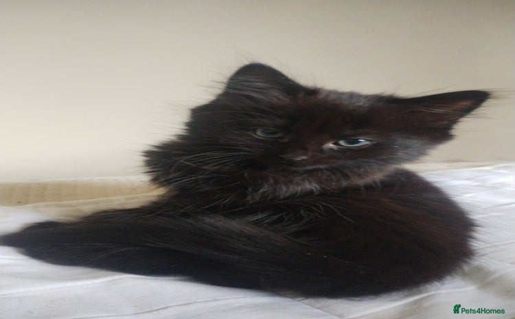 Mixed Breed cats - Advert 12