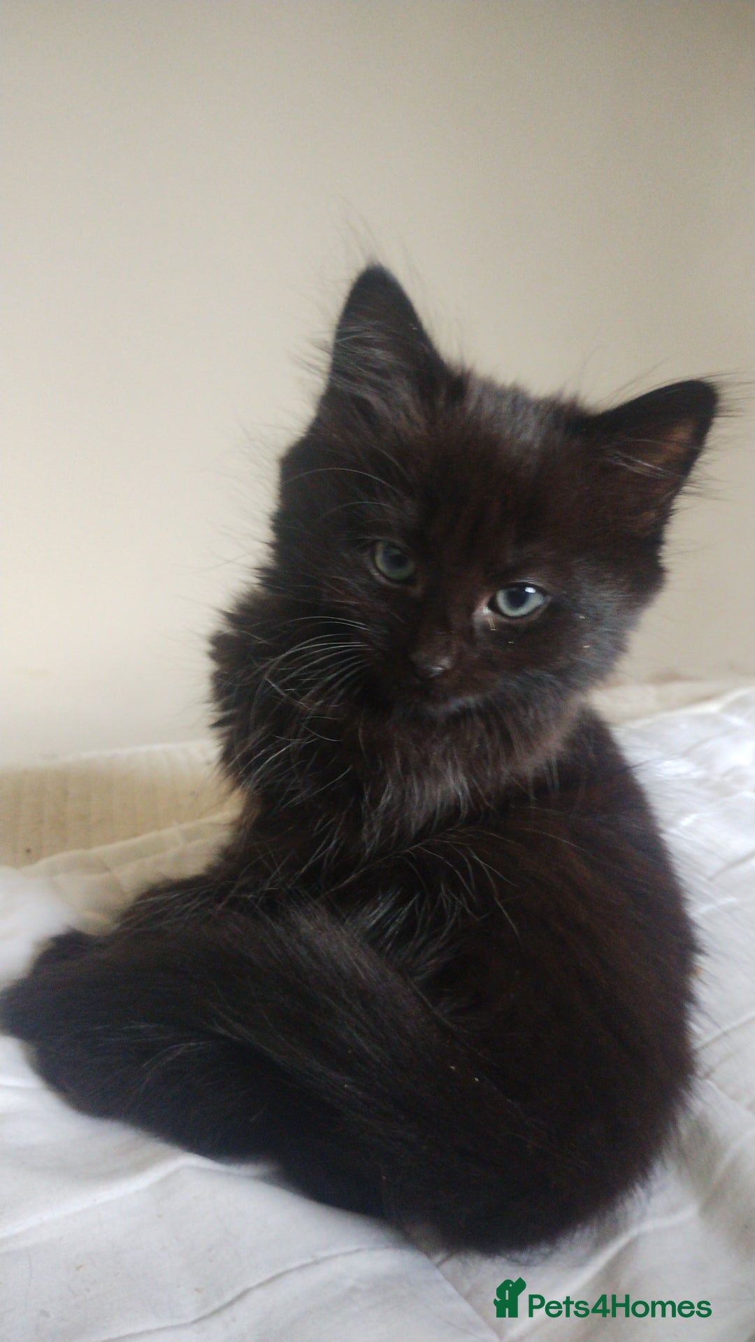 Mixed Breed cats for sale: Fluffy black kittens  - Image 1