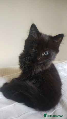 Mixed Breed cats - Advert 2