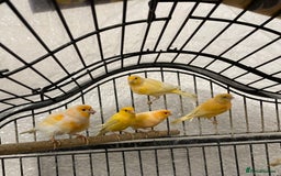 Canaries birds for sale: Red Mosaic Canaries - Image 2