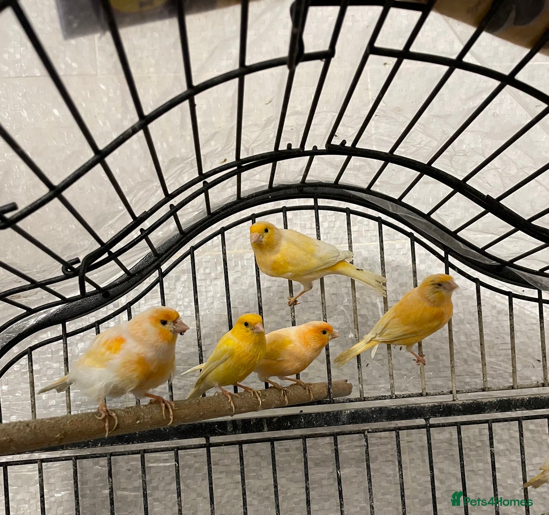 Canaries birds for sale: Red Mosaic Canaries - Image 2