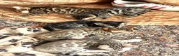 Bengal cats for sale:  Full Pedigree Rosetted Bengal Kittens for Sale - Advert 1