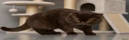 British Shorthair cats for sale: BSH and 1Longhair kittens - Advert 9