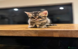 Bengal cats for sale: Beautiful bengal kittens - Image 2