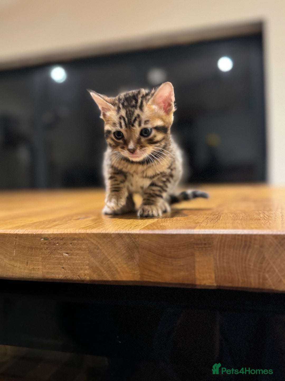 Bengal cats for sale: Beautiful bengal kittens - Image 2
