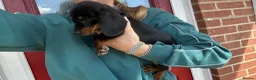 Miniature Dachshund dogs for sale: ‼️LAST 2 10 WEEKS OLD 💕 dachshunds - Advert 5