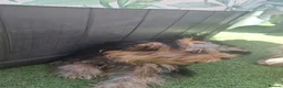 Yorkshire Terrier dogs for sale: Beautiful Girl Yorkshire Terrier - Advert 7